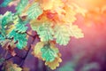 Oak tree branches with colorful leaves Royalty Free Stock Photo