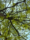 Oak tree branches getting new leafs Royalty Free Stock Photo