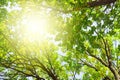 Oak tree branches with green leaves on blue sky and bright sun light background, summer sunny day nature landscape Royalty Free Stock Photo