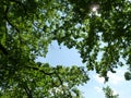 Sunlit Tree Branches from Below with Sun Rays Coming Through Royalty Free Stock Photo