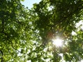 Sunlit Tree Branches from Below with Sun Rays Coming Through. Royalty Free Stock Photo