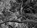 Oak Tree Branches at Night, Black and White Royalty Free Stock Photo