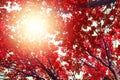 Oak tree branches with red leaves on blue sky and bright sunlight background, autumn sunny day nature artistic image, fall season Royalty Free Stock Photo