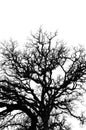 Oak tree branches silhouette Royalty Free Stock Photo