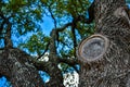Oak Tree on a bright sunny day Royalty Free Stock Photo