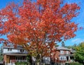 Oak tree in brilliant fall colors