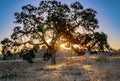 Oak Tree in California golden hills sun rays shining through tree branches Royalty Free Stock Photo