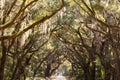 Oak tree canopy country road South Carolina SC USA Royalty Free Stock Photo