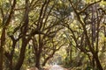 Oak tree canopy country road South Carolina SC USA Royalty Free Stock Photo