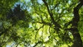 Oak tree canopy with dark branches and sunlit leaves Royalty Free Stock Photo