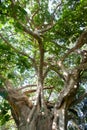 Oak tree canopy Royalty Free Stock Photo