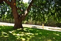 Oak Tree Canopy Royalty Free Stock Photo