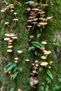 Oak tree with Common Polypody fern and fungi