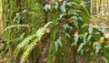 Oak tree with Common Polypody fern