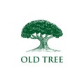 Oak Tree Concept Logo Template Royalty Free Stock Photo