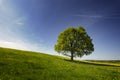 Oak tree in countryside Royalty Free Stock Photo