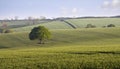 Oak Tree Countryside Royalty Free Stock Photo