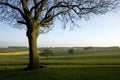 Oak Tree Countryside Royalty Free Stock Photo