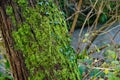 Oak tree covered with green moss and Ivy leaves climbing on the tree Royalty Free Stock Photo