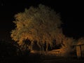 Oak tree covered in snow at night Royalty Free Stock Photo