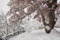 Oak tree covered with snow Royalty Free Stock Photo