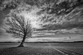 Oak tree on crop field with incoming crane birds