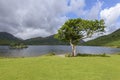 Oak Tree at Crummock Water Royalty Free Stock Photo