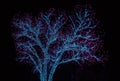 Oak tree decorated with Christmas Lights Royalty Free Stock Photo
