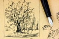 Oak tree drawing by ink with fountain pen. Royalty Free Stock Photo