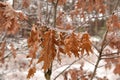 Oak tree dry brown leaves on the branch covered with ice glazing Royalty Free Stock Photo