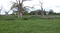 Oak Tree Dryads in an ancient petrified forest day in English Countryside on a cloudy day 7