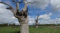Oak Tree Dryads ancient petrified forest enjoying a cloudy day