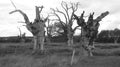 Oak Tree Dryads ancient petrified forest enjoying the day celebrating 2000 years 30