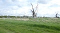 Oak Tree Dryads ancient petrified forest enjoying the day celebrating 2000 years 25