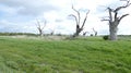 Oak Tree Dryads ancient petrified forest enjoying the day celebrating 2000 years 15