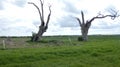 Oak Tree Dryads ancient petrified forest enjoying the day celebrating 2000 years 3