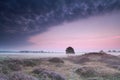 Oak tree in dunes with flowering heather at sunrise Royalty Free Stock Photo