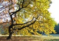 Oak tree in dusk light Royalty Free Stock Photo