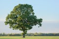 Oak Tree In Early Autumn Royalty Free Stock Photo