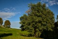 Oak tree at the edge of a curve on a hill road at sunset Royalty Free Stock Photo