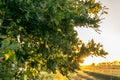 An oak tree at the edge of the field Royalty Free Stock Photo