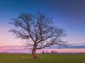 Oak tree in the evening light, Lithuania Europe Royalty Free Stock Photo