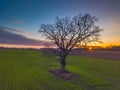 Oak tree in the evening light, Lithuania Europe Royalty Free Stock Photo