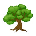 Oak Tree with Exuberant Green Foliage and Trunk Vector Illustration Royalty Free Stock Photo