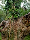 Oak tree Faces ancient folk law , Green man of the Oak Devon uk