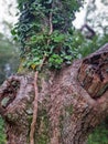 Oak tree Faces ancient folk law , Green man of the Oak Devon uk