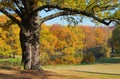 Oak tree in fall Royalty Free Stock Photo