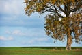 Oak tree in fall Royalty Free Stock Photo