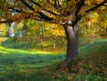 Oak tree in fall. Royalty Free Stock Photo
