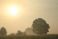 oak tree in a field on foggy sunny autumn morning silhouette of at sunrise Royalty Free Stock Photo